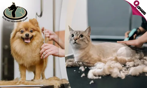 Pet Grooming for Cats & Dogs at Elite Pet Veterinary!